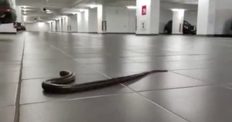 Zagrepčanin u garaži uočio zmiju. Zamijenio ju je za čudesnog gmaza koji živi uz more