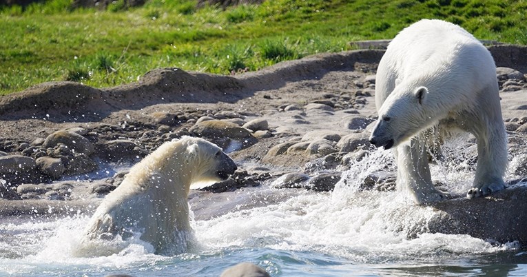 Blizanke polarnog medvjeda ponovo su skupa nakon više od dvije godine