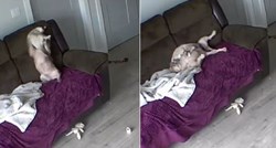 Kamera otkrila što pas i mačka rade kad vlasnika nema doma, video je urnebesan