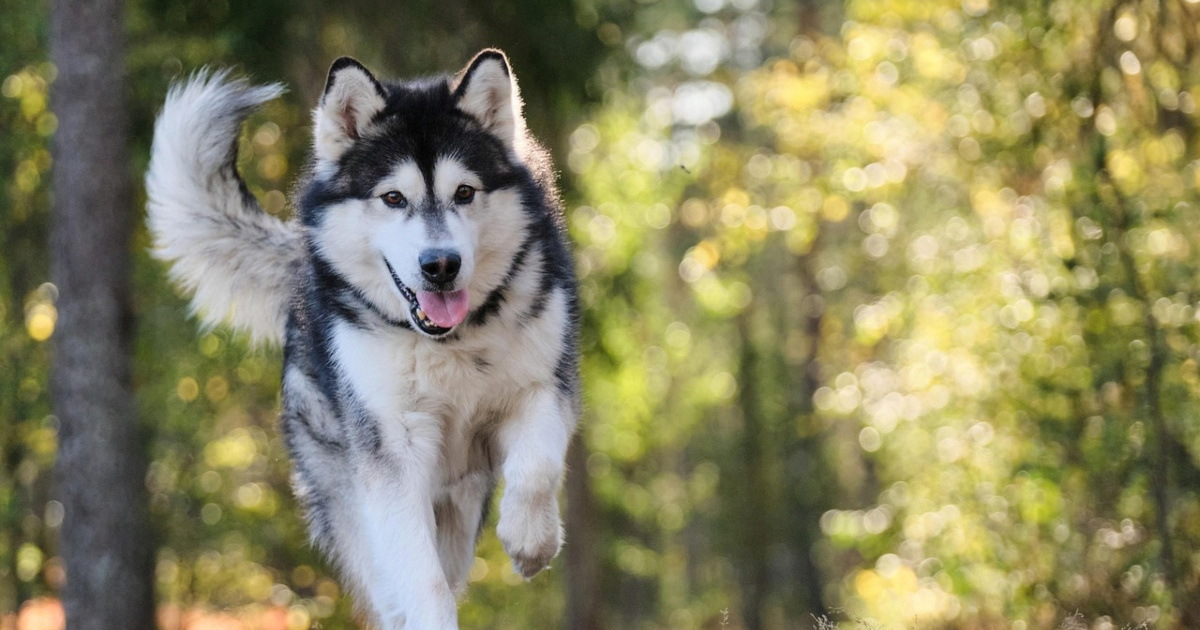 Kako prepoznati je li vaš pas zdrav: 8 ključnih znakova