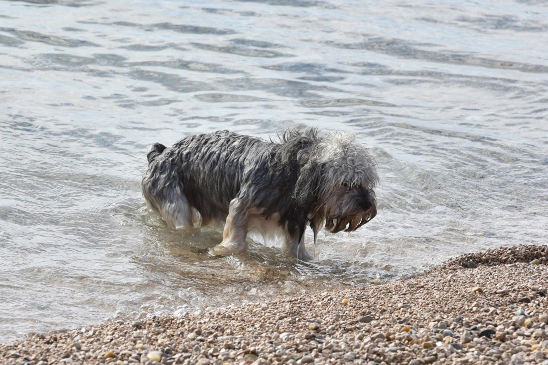 Rab reagirao nakon brojnih prijava: Psi više ne smiju u more na većini plaža