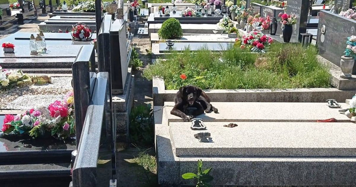 Štene zavezano za grob kod Velike Gorice