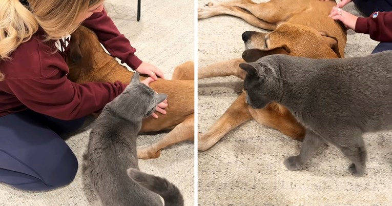 Mačak masira bolesnog psa kako bi mu ublažio bol, video je hit