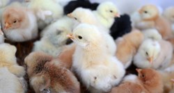 Na nizozemskoj farmi će zbog ptičje gripe usmrtiti 216.000 pilića