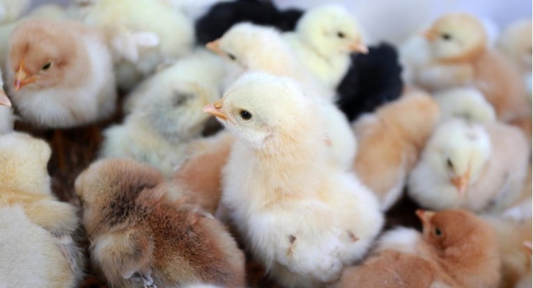Na nizozemskoj farmi će zbog ptičje gripe usmrtiti 216.000 pilića