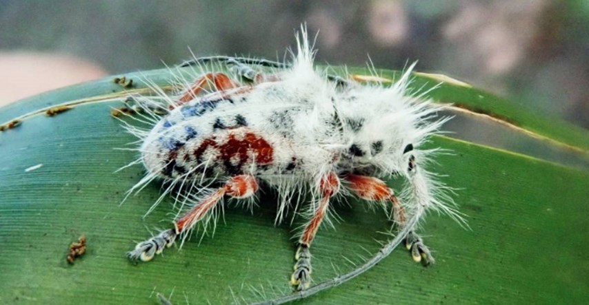 FOTO U Australiji otkriven najdlakaviji kukac na svijetu?