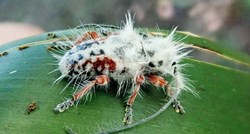 FOTO U Australiji otkriven najdlakaviji kukac na svijetu?