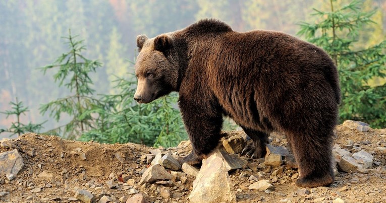 Zbog klimatskih promjena pojavila se nova vrsta medvjeda