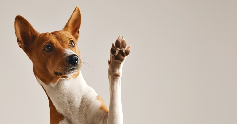 Je li vaš pas dešnjak ili ljevak? Evo kako saznati