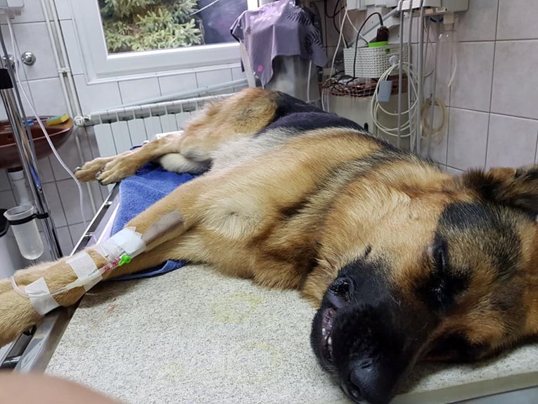 Provalnici brutalno istukli karlovačkog vatrogasnog psa