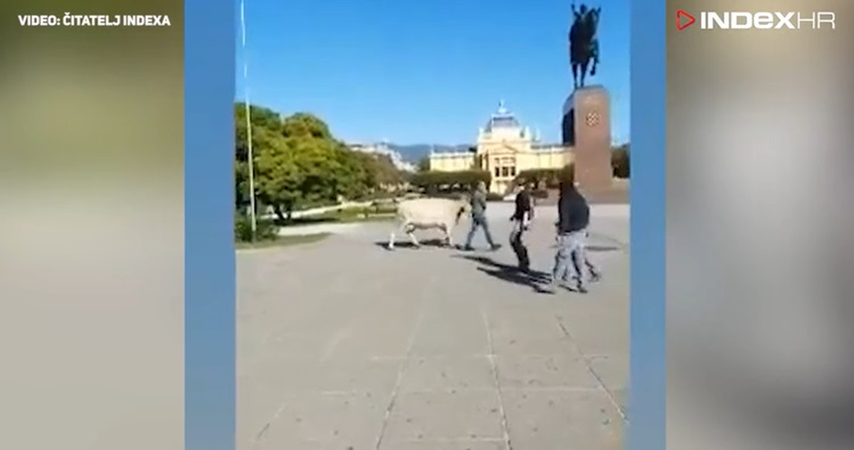 Nesvakidašnja scena u Zagrebu: Čovjek po Tomislavcu šetao kravu