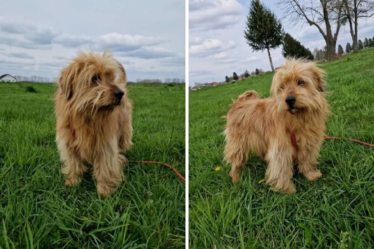 Dvaput udomljen, dvaput vraćen: Ares-Kiwi i dalje čeka ljude koji će ga razumjeti