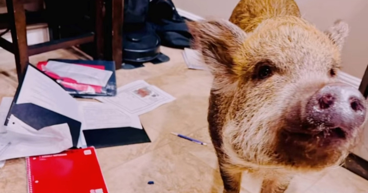 Minijaturna svinja pojela domaću zadaću, vlasnica se morala ispričati učiteljima