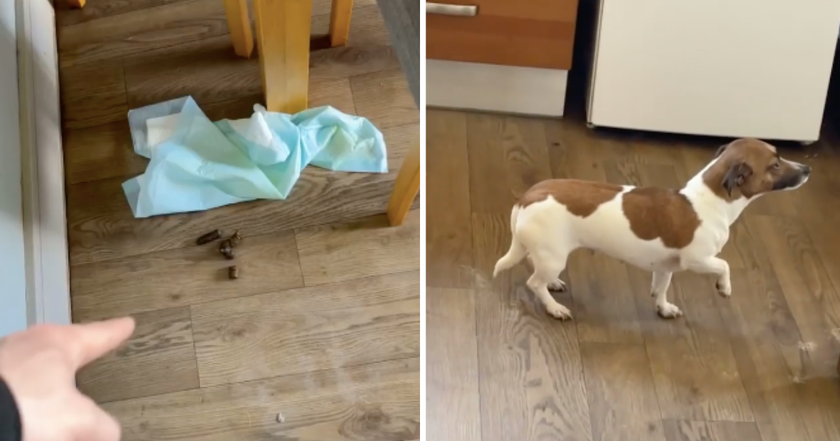 Nestašni psić obavio nuždu u kući pa oduševio internet reakcijom kad je uhvaćen