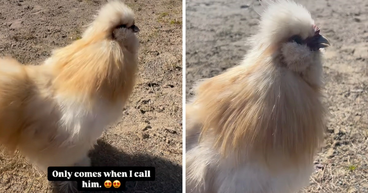 Slatki pijetao obožava svoju vlasnicu. Pogledajte uzbuđenu reakciju kada ga pozove