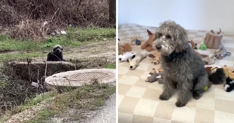 Uplašeni pas lutao selom u Srbiji i tražio hranu. Sad ima novi dom u kojem uživa
