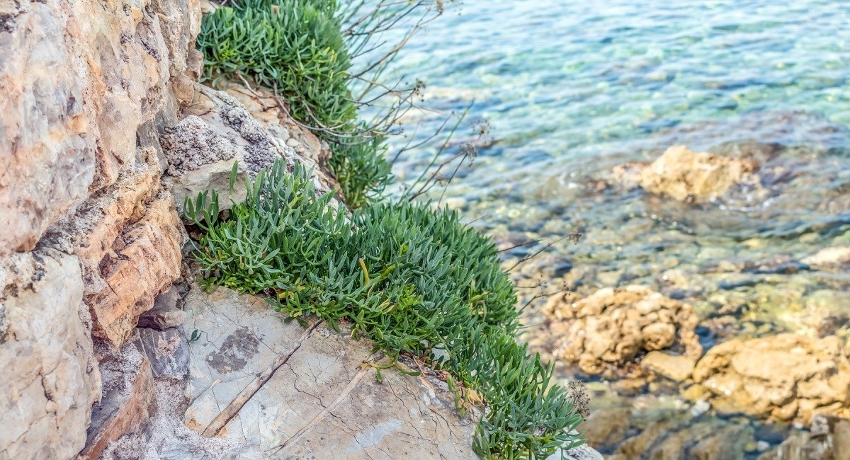 Ova biljka koja raste uz more jestiva je, a Dalmatinci je ovako pripremaju