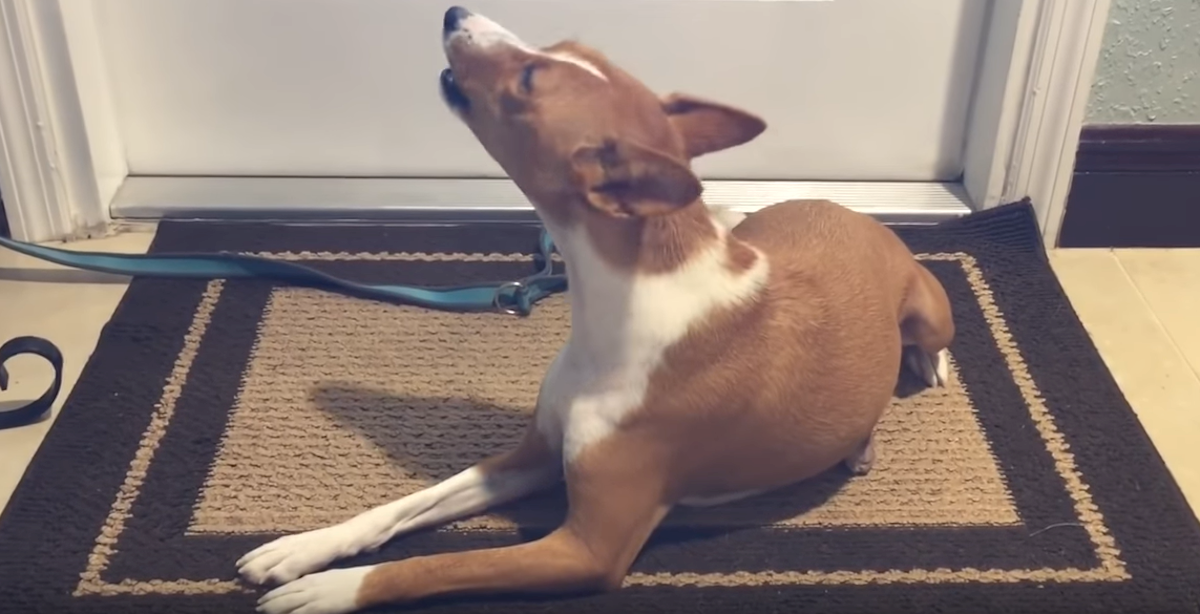 Basenji psi ne laju, no morate čuti kako "pričaju" sa svojim vlasnicima