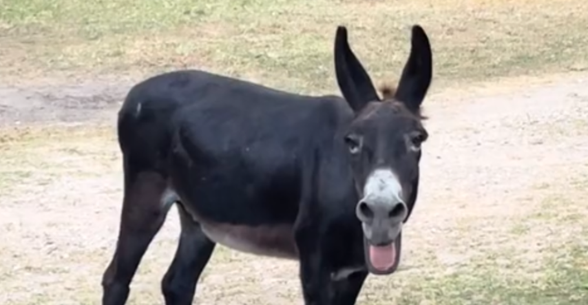Raspjevani magarac Monte viralni je hit na TikToku