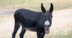 Raspjevani magarac Monte viralni je hit na TikToku