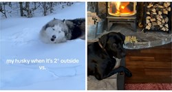 Haski i labrador nasmijali su internet različitim reakcijama na snijeg