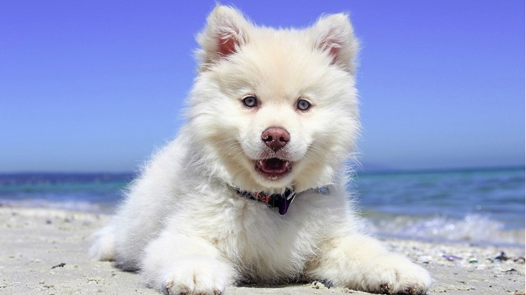 Doznajte 15 zanimljivih činjenica o psima koje možda niste znali
