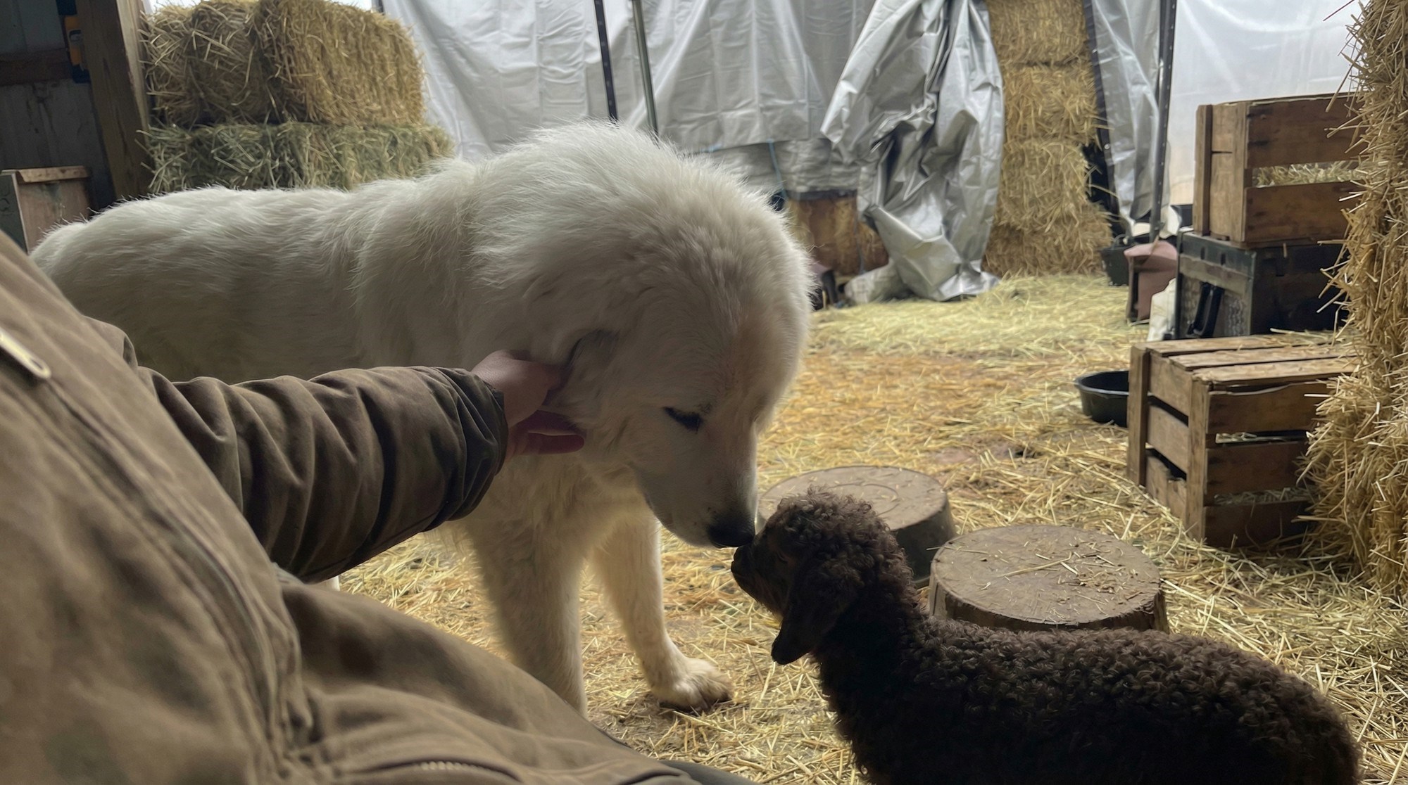 Pas čuvar stoke oduševljen prinovom: Upoznao malenog jarca
