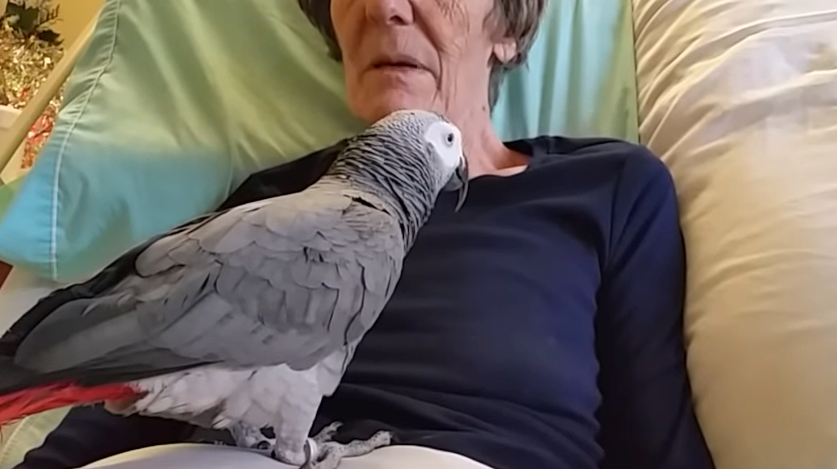 Nakon 25 godina prijateljstva, papiga se oprostila od umiruće vlasnice