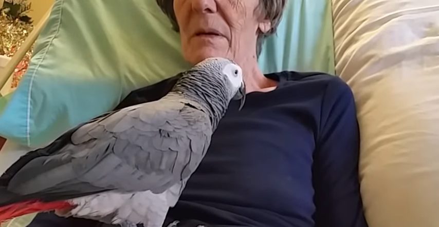 Nakon 25 godina prijateljstva, papiga se oprostila od umiruće vlasnice