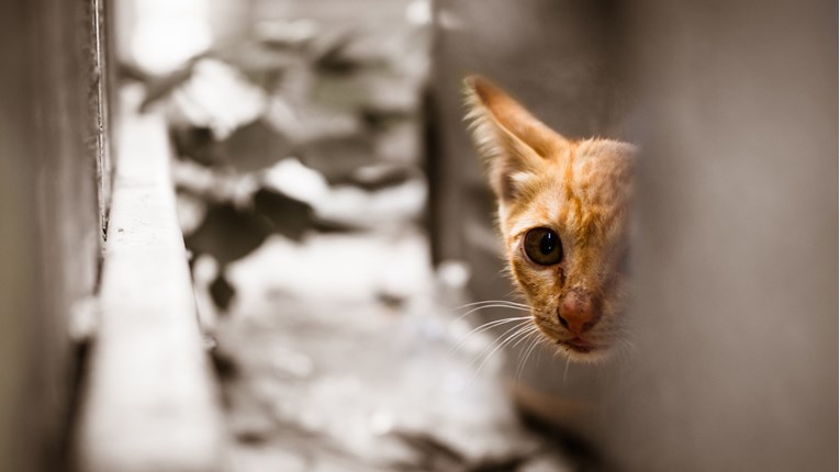 Udruga Devet života se brine za napuštene mace. Ostali su bez hrane, pomozite im