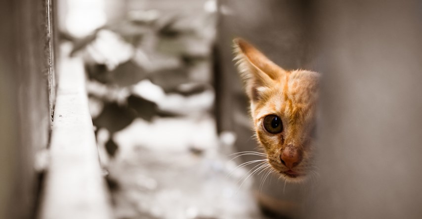 Udruga Devet života se brine za napuštene mace. Ostali su bez hrane, pomozite im