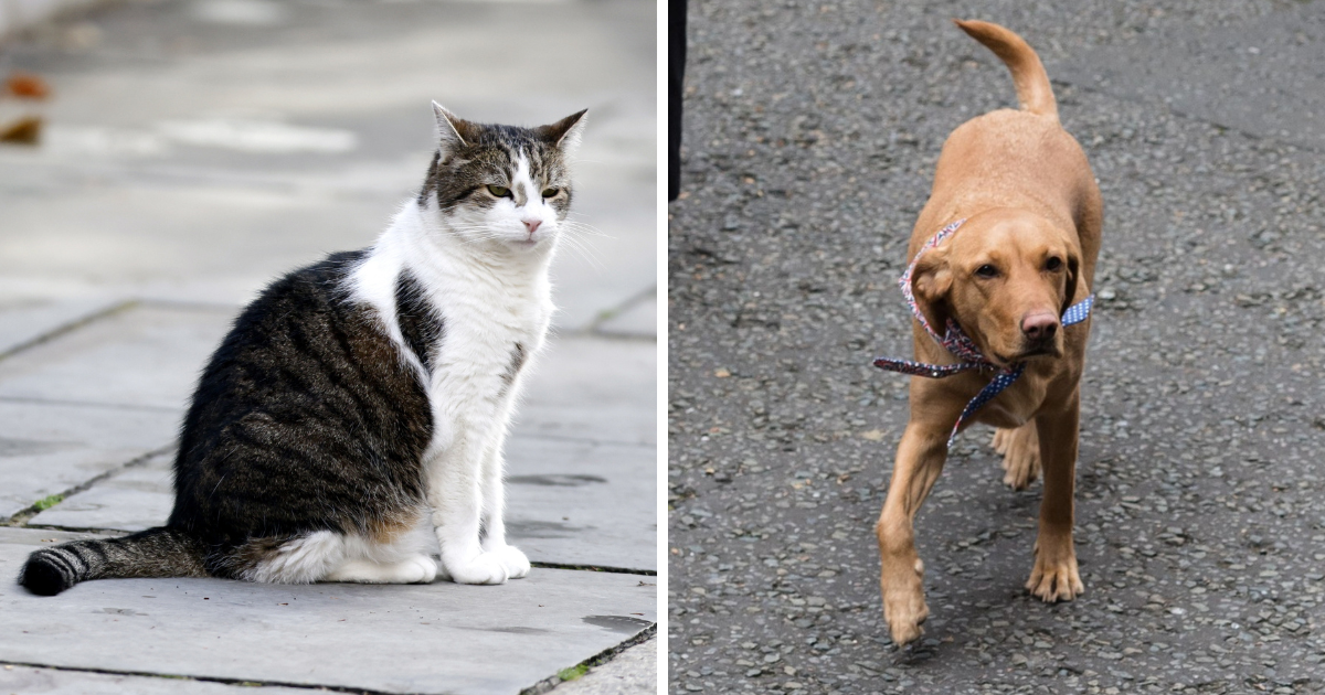 Larry, mačak iz Downing Streeta, istukao je psa britanskog premijera