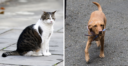 Larry, mačak iz Downing Streeta, istukao je psa britanskog premijera