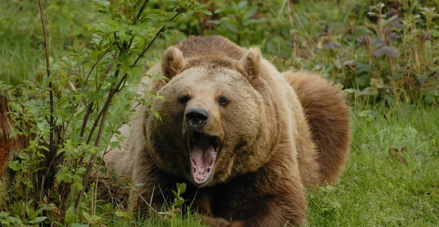 Medvjed u Sloveniji napao čovjeka koji je šetao psa