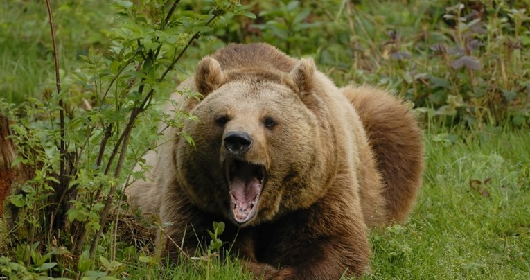Medvjed u Sloveniji napao čovjeka koji je šetao psa