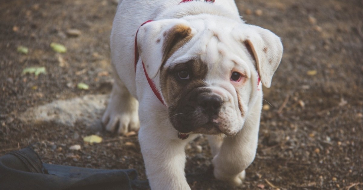 Evo na kojim se lokacijama u Zagrebu psi smiju kretati bez povodca