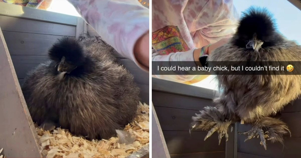 Vlasnica tražila tek izleglog pilića, pronašla ga na neočekivanom mjestu