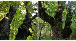 Hrast iz Drežničkog polja star 250 godina bori se za titulu Europskog stabla godine