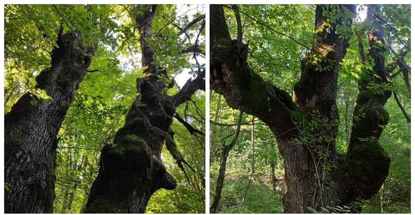 Hrast iz Drežničkog polja star 250 godina bori se za titulu Europskog stabla godine