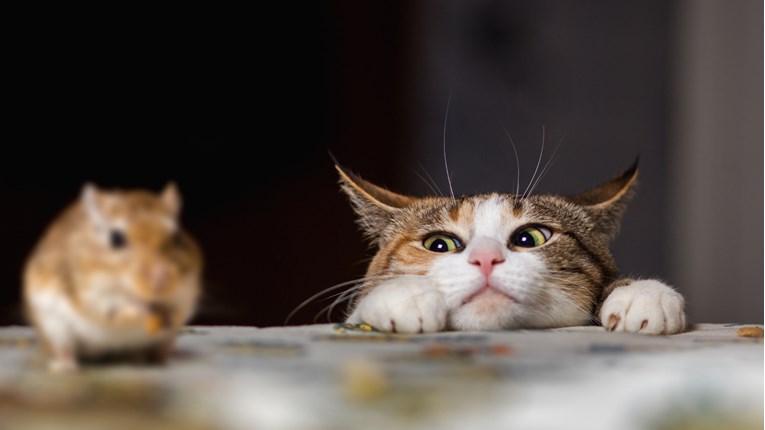 VIDEO Mačke i miševi uživaju u svakom trenutku provedenom zajedno i to je slatko