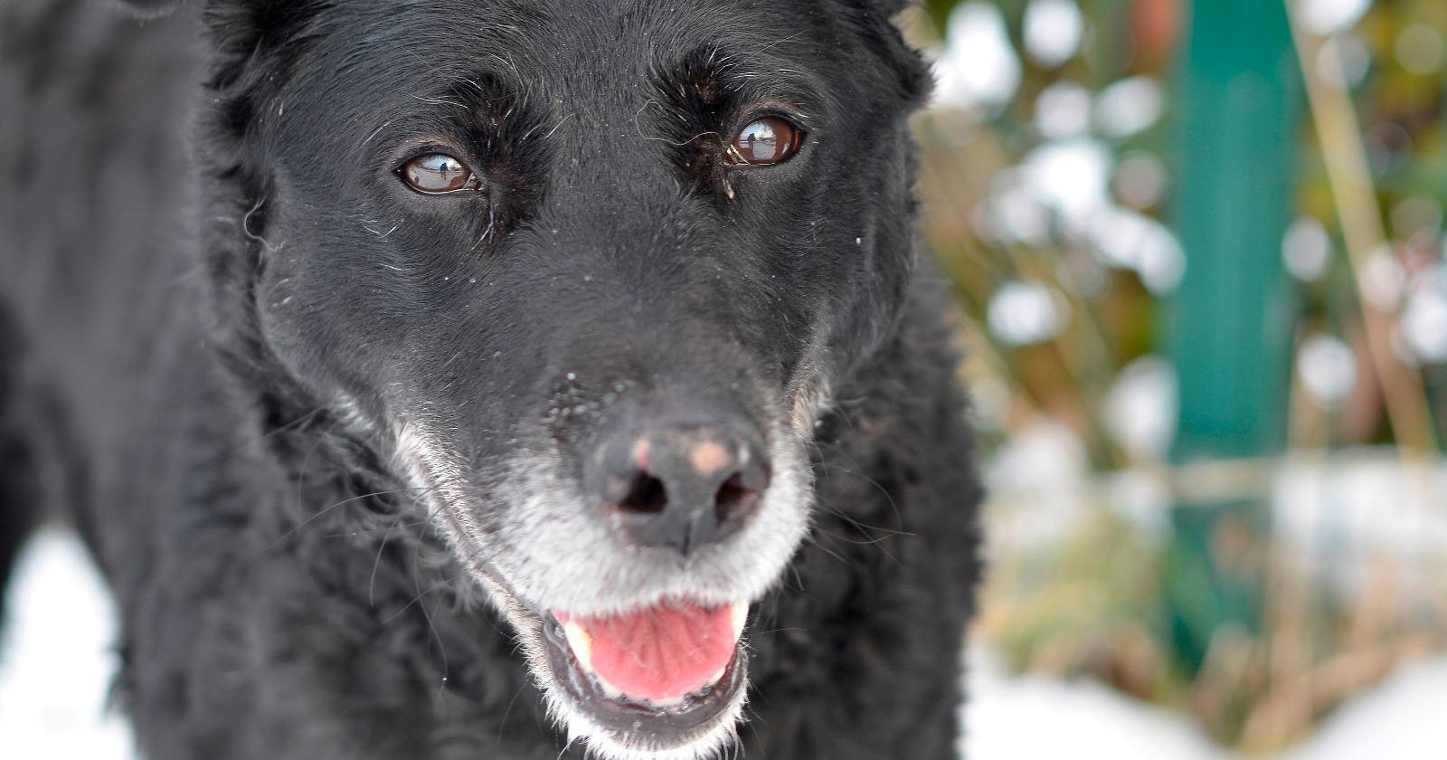 Mješanka hrvatskog ovčara Bella traži novi dom, vlasnik nije došao po nju