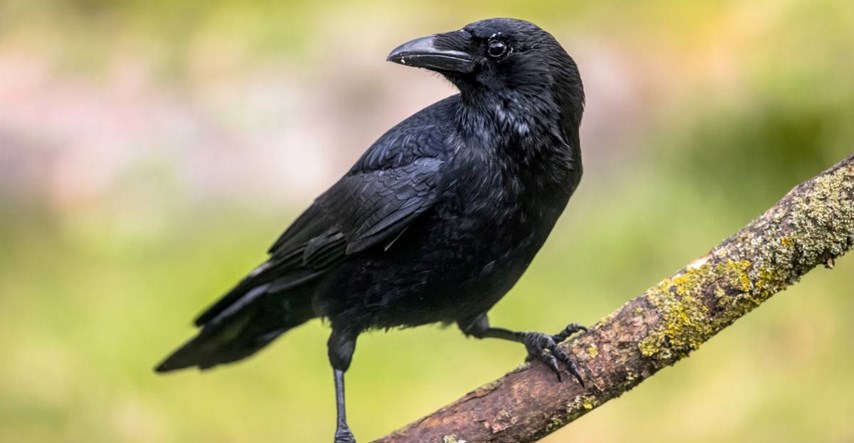 Vrane imaju još jednu sposobnost za koju se smatralo da je jedinstvena za ljude