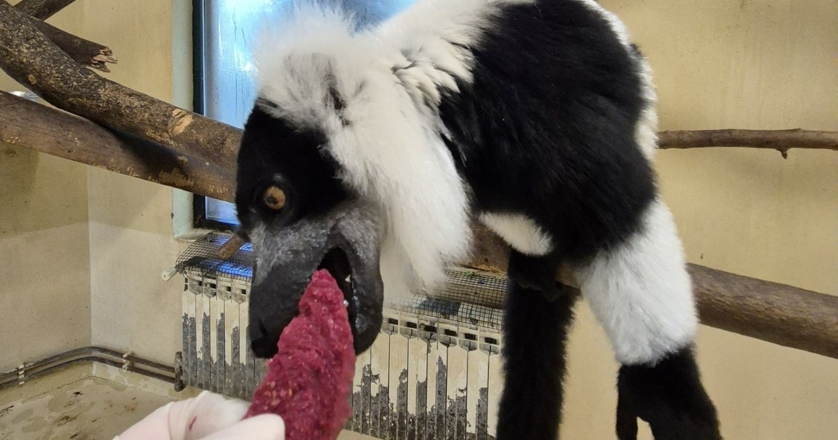 FOTO Pogledajte kako su stanovnici ZOO Zagreba proslavili Svjetski dan životinja