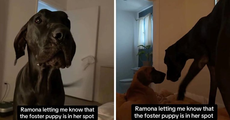 Njemačka doga se žali jer je štene zauzelo njeno mjesto na krevetu, video je urnebes