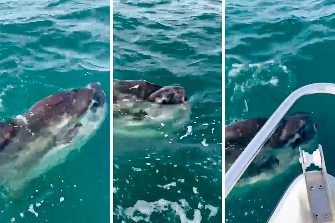 U Jadranu snimljena veličanstvena riba koja se rijetko viđa