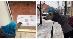 Vlasnik psa otkrio srcedrapajući razlog zašto se njegov udomljeni hrt boji snijega