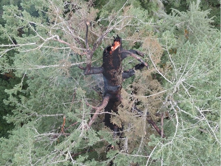 Danima gori jedno od najviših i najstarijih stabala na svijetu