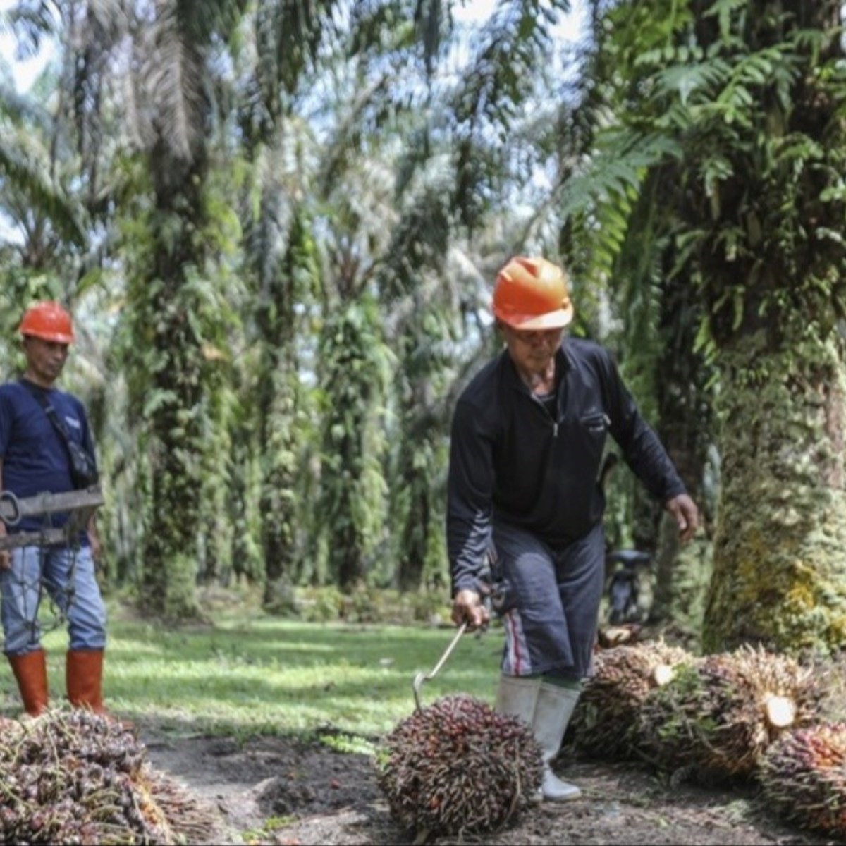 Indonezija će koristiti palmino ulje u proizvodnji biodizela