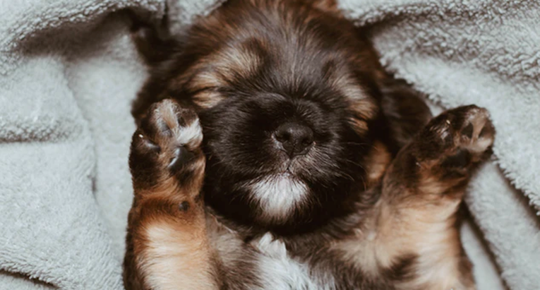 Saznajte zašto se psi trzaju u snu i može li to biti opasno