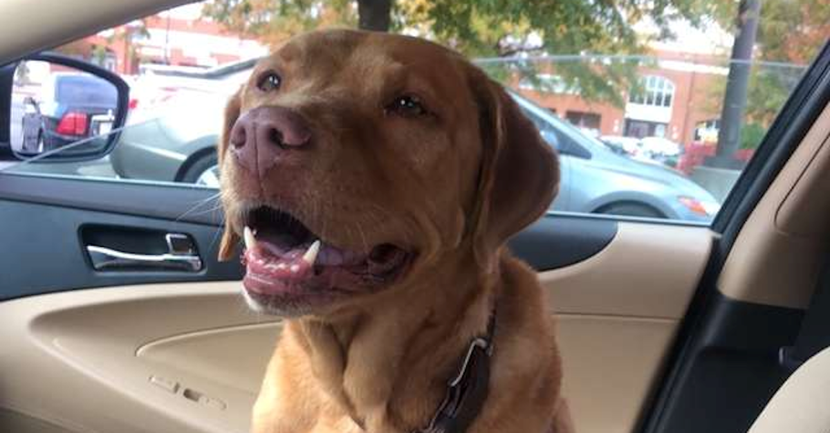 Umrla je od smijeha kada je čula tatino obraćanje psu, morala ih je snimiti